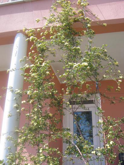 Name:  sar ponpon.jpg
Views: 980
Size:  52.3 KB