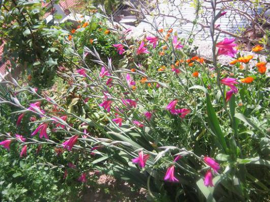 Name:  gladiolus.jpg
Views: 937
Size:  70.1 KB