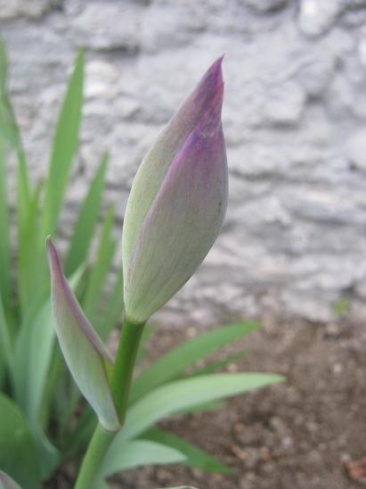 Name:  iris.JPG
Views: 922
Size:  29.6 KB