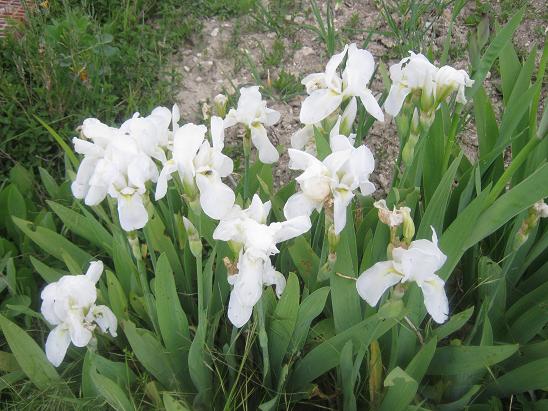 Name:  beyaz iris.JPG
Views: 908
Size:  65.5 KB