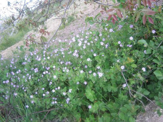 Name:  kr iekleri.jpg
Views: 1521
Size:  57.3 KB