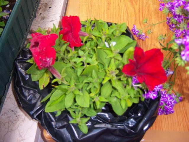 Name:  100_1282.jpg
Views: 770
Size:  53.3 KB