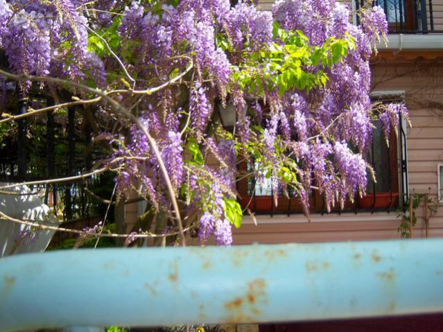 Name:  100_1287.jpg
Views: 745
Size:  67.7 KB