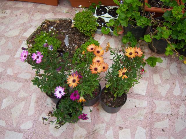 Name:  100_1290.jpg
Views: 765
Size:  62.1 KB
