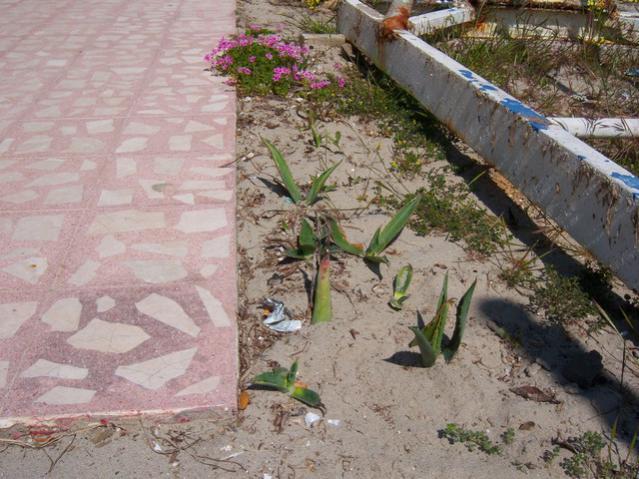 Name:  100_1306.jpg
Views: 747
Size:  61.3 KB