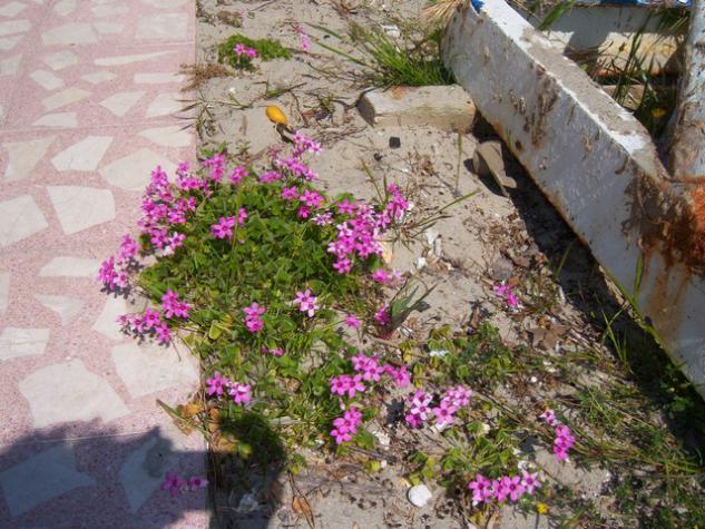 Name:  100_1307.jpg
Views: 721
Size:  72.1 KB