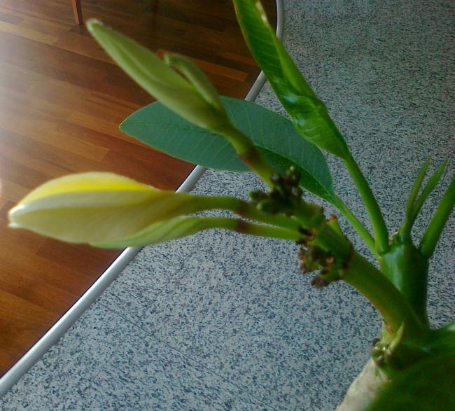 Name:  12052011745.jpg
Views: 1035
Size:  67.6 KB