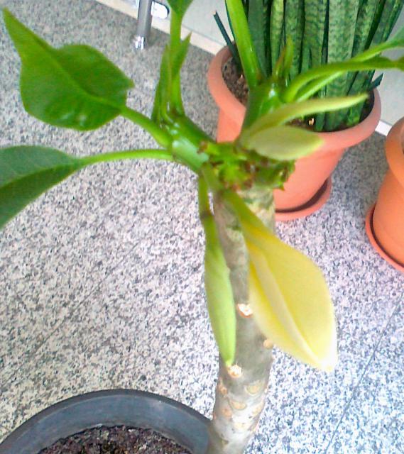 Name:  12052011750.jpg
Views: 1016
Size:  73.4 KB