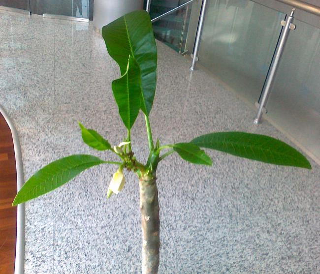 Name:  12052011753.jpg
Views: 996
Size:  64.8 KB