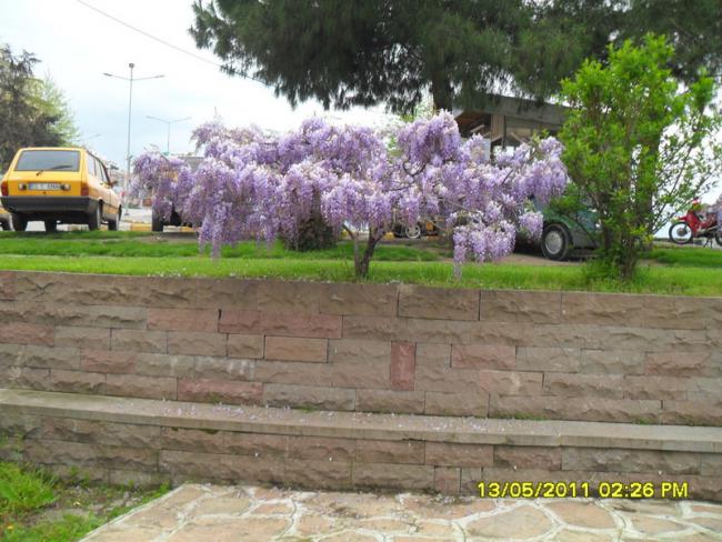 Name:  013.jpg
Views: 1003
Size:  61.5 KB