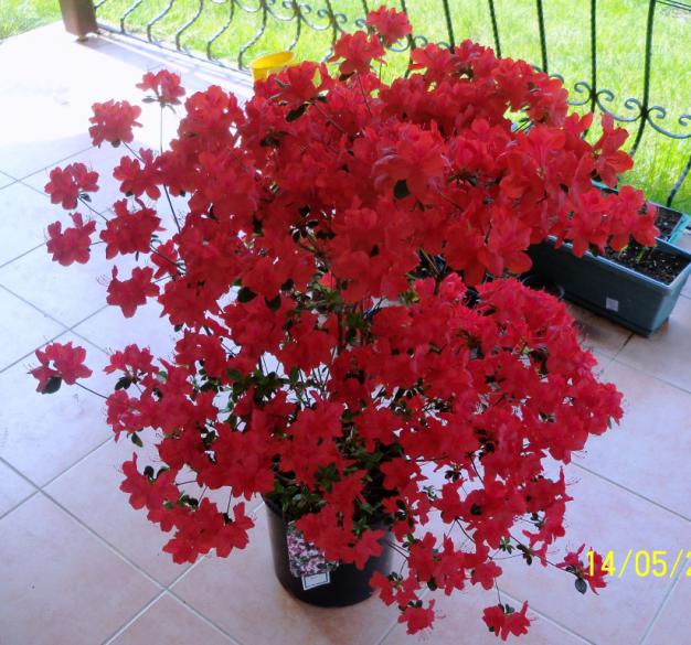 Name:  100_1994.jpg
Views: 1012
Size:  71.4 KB
