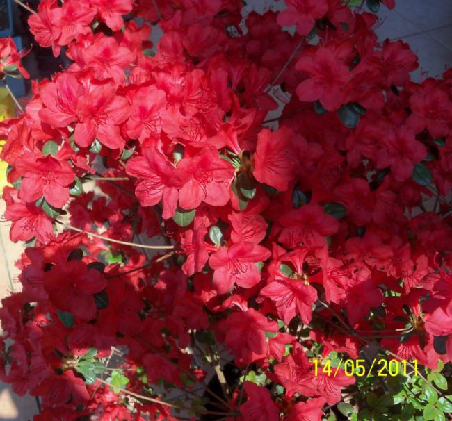 Name:  100_1999.jpg
Views: 985
Size:  68.8 KB
