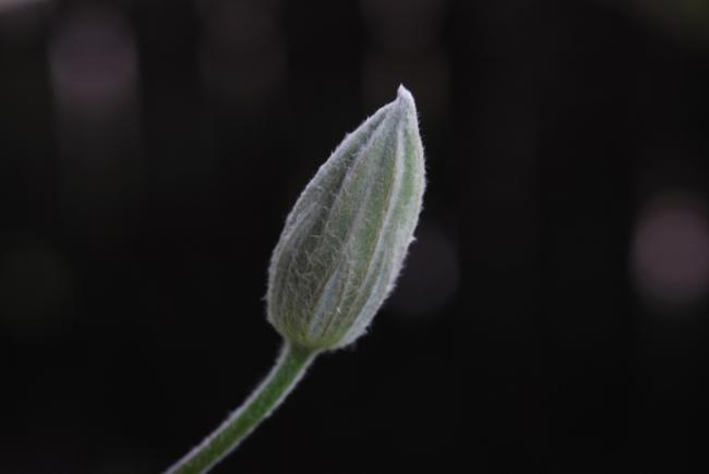 Name:  DSC_0018.jpg
Views: 877
Size:  11.6 KB