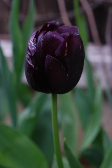Name:  DSC_0080.jpg
Views: 780
Size:  16.3 KB
