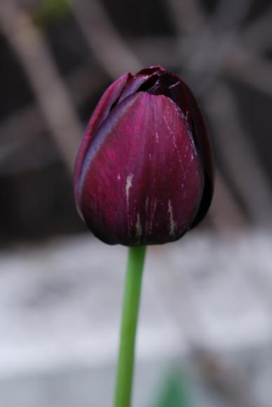 Name:  DSC_0084.jpg
Views: 774
Size:  14.8 KB