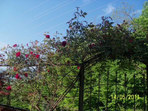 Name:  100_2030.jpg
Views: 959
Size:  71.4 KB