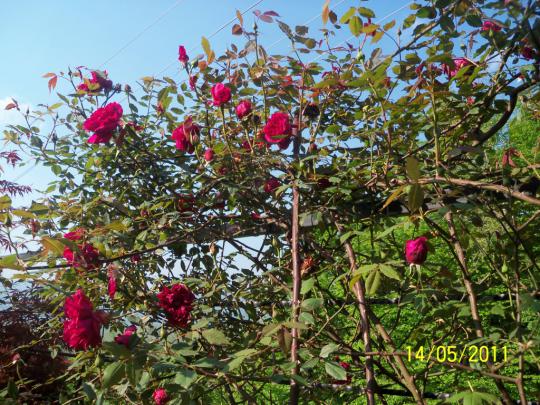 Name:  100_2029.jpg
Views: 969
Size:  74.1 KB