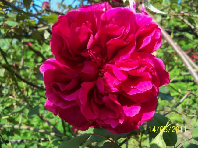 Name:  100_2027.jpg
Views: 1035
Size:  53.7 KB
