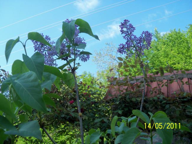 Name:  100_2038.jpg
Views: 967
Size:  59.4 KB