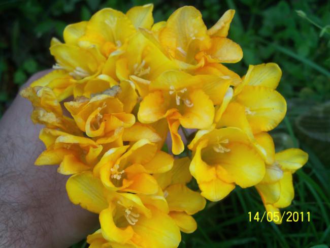 Name:  100_2047.jpg
Views: 970
Size:  39.3 KB