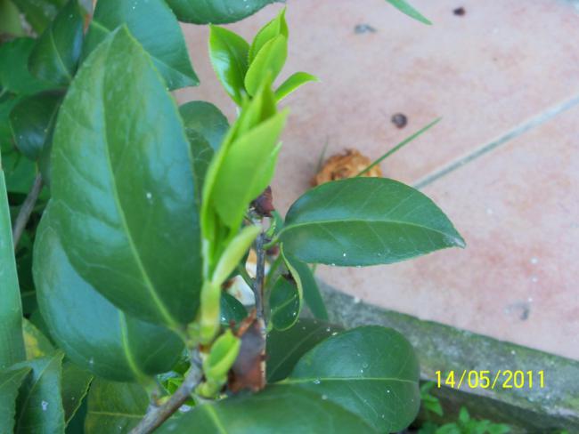 Name:  100_2048.jpg
Views: 975
Size:  35.2 KB