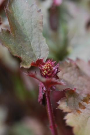 Name:  DSC_0163.jpg
Views: 767
Size:  14.5 KB