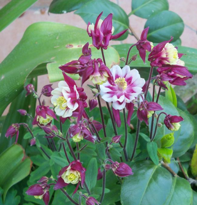Name:  100_2056.jpg
Views: 971
Size:  67.5 KB