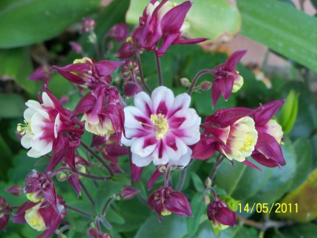 Name:  100_2053.jpg
Views: 964
Size:  45.1 KB