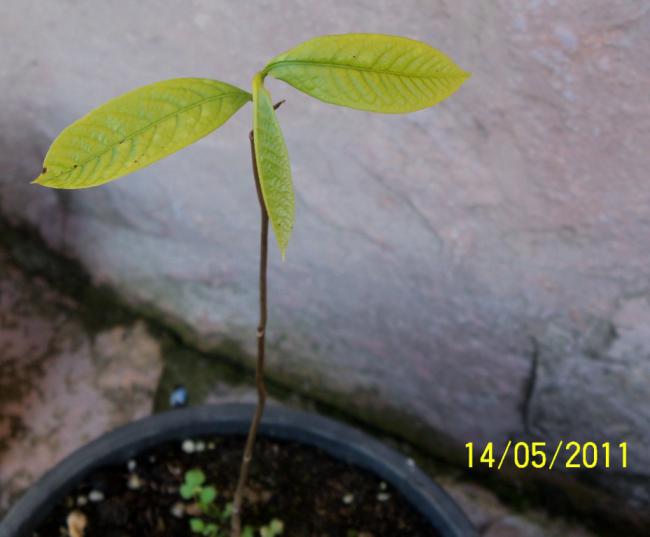 Name:  100_2071.jpg
Views: 916
Size:  29.9 KB