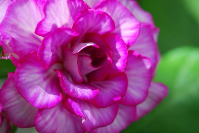 Name:  DSC_0138.jpg
Views: 804
Size:  29.8 KB