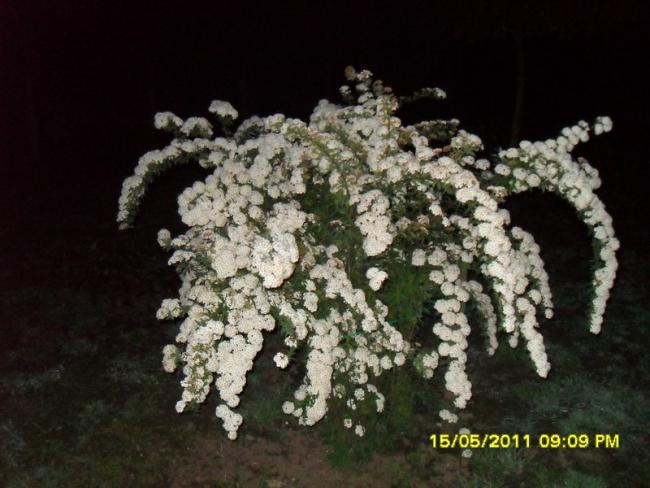 Name:  057.jpg
Views: 489
Size:  48.1 KB