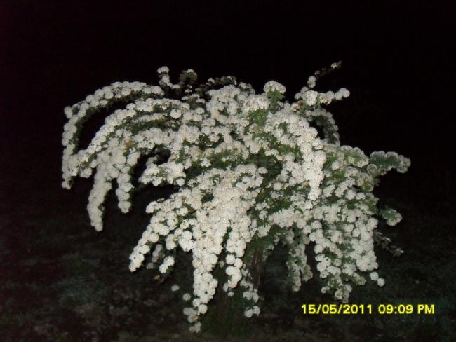 Name:  059.jpg
Views: 464
Size:  45.0 KB
