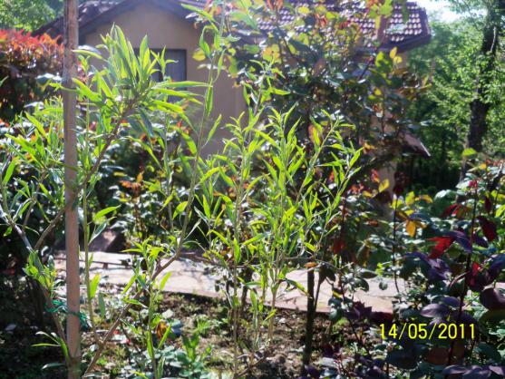 Name:  100_2104.jpg
Views: 913
Size:  74.9 KB