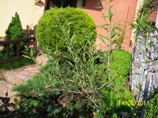 Name:  100_2107.jpg
Views: 925
Size:  72.2 KB