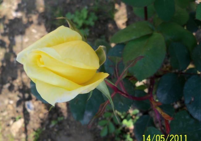 Name:  100_2111.jpg
Views: 1112
Size:  31.2 KB