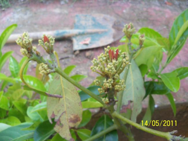 Name:  100_2112.jpg
Views: 1126
Size:  39.1 KB