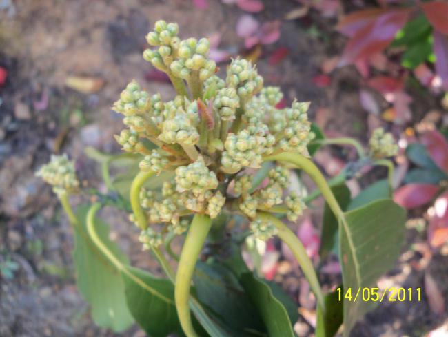 Name:  100_2116.jpg
Views: 1105
Size:  40.4 KB