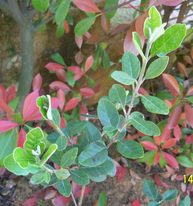 Name:  100_2115.jpg
Views: 1134
Size:  67.3 KB