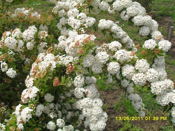 Name:  010.jpg
Views: 556
Size:  72.5 KB