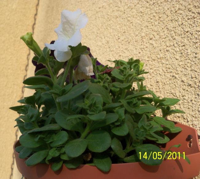 Name:  100_2153.jpg
Views: 1058
Size:  57.9 KB