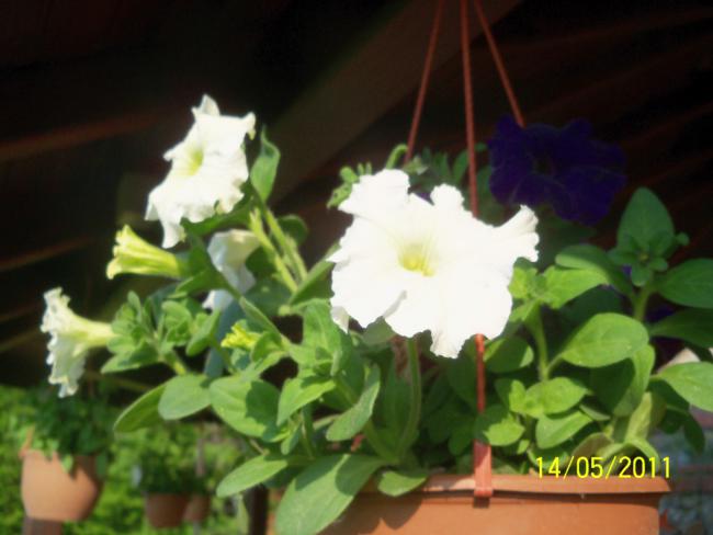 Name:  100_2158.jpg
Views: 1040
Size:  34.2 KB