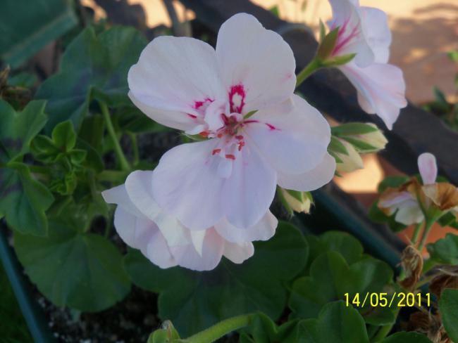 Name:  100_2161.jpg
Views: 1060
Size:  32.4 KB