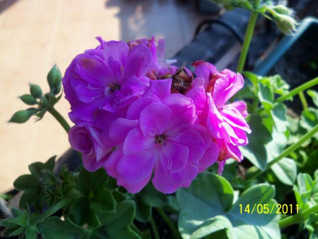 Name:  100_2164.jpg
Views: 1072
Size:  42.7 KB