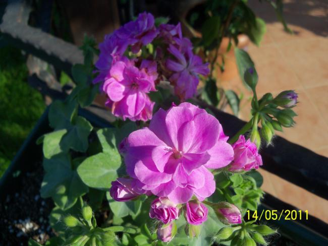 Name:  100_2165.jpg
Views: 1097
Size:  44.2 KB