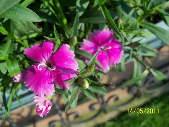 Name:  100_2179.jpg
Views: 1091
Size:  47.4 KB