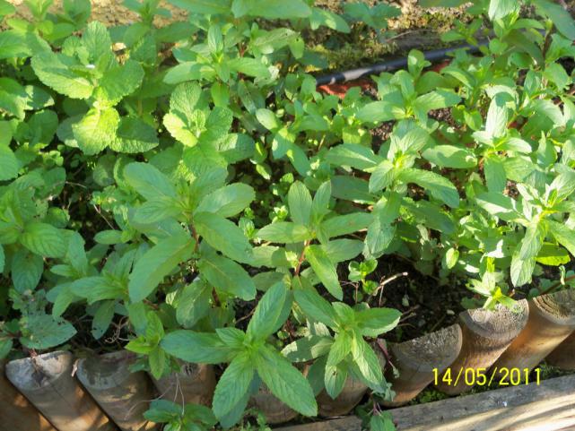 Name:  100_2200.jpg
Views: 1162
Size:  70.8 KB