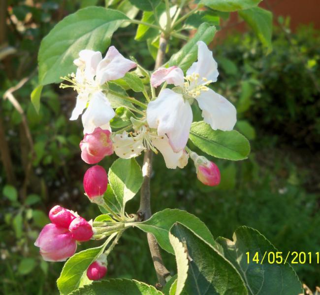Name:  100_2207.jpg
Views: 1064
Size:  55.1 KB