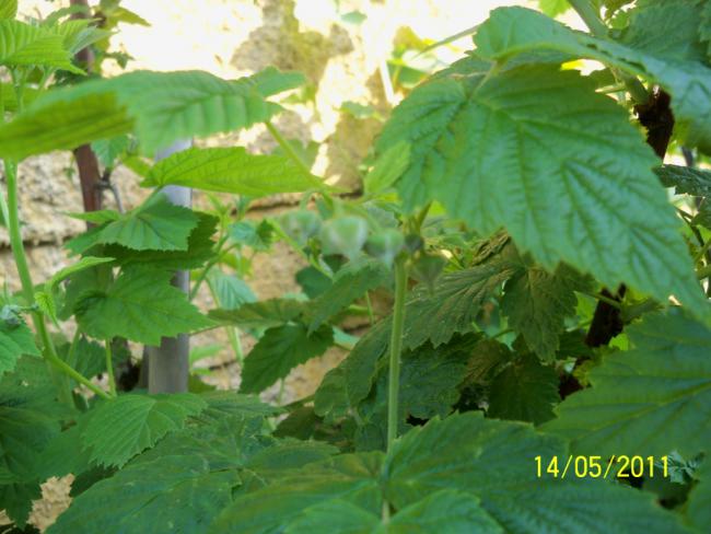 Name:  100_2210.jpg
Views: 1123
Size:  46.3 KB