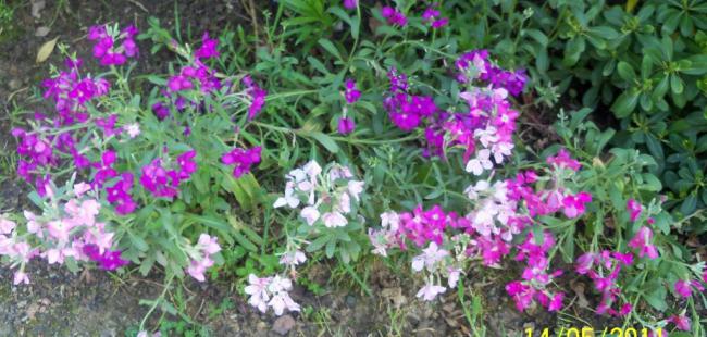 Name:  100_2243.jpg
Views: 1266
Size:  53.5 KB