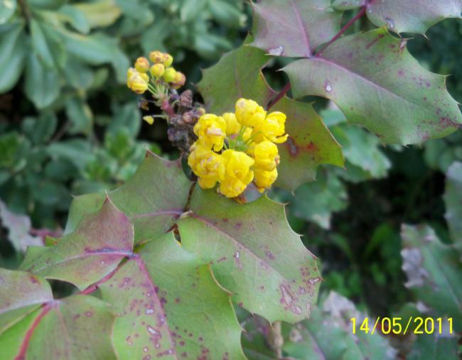 Name:  100_2250.jpg
Views: 1240
Size:  43.2 KB